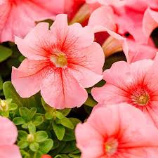 Peach Petunia Flower Seeds for Planting – Heirloom Non-GMO Organic Garden Seeds – Easy to Grow, High Germination Blooms