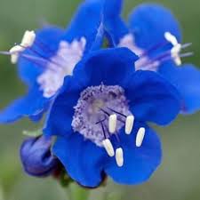 Bluebells Flower seeds for Planting - Premium Quality, Heirloom & GMO Free Seeds for Home Garden