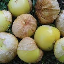 Mexican Strain Tomatillo Seeds for Planting – Heirloom, Non-GMO, 100 Pcs – High Germination Organic Garden Seeds