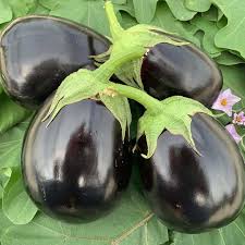 Eggplant Zora Seeds for Planting – Organic Heirloom Non-GMO High Germination Vegetable Seeds for Healthy Gardening