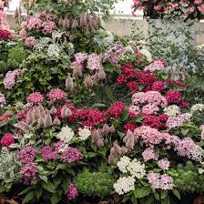 Pentas Flower Seeds for Planting – Vibrant Colors Heirloom Non-GMO High Germination Organic Garden Seeds