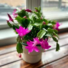 Violet Schlumbergera Flower Seeds for Planting | Heirloom Non-GMO High Germination Organic Garden Seeds