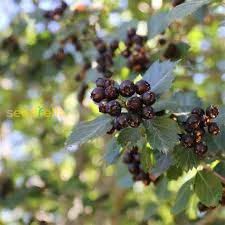 Black Hawthorn Tree Seeds for Planting – Heirloom, Non-GMO for Hardy Ornamental Garden Trees