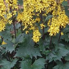 Yellow Ligularia Flower Seeds for Planting | Heirloom Non-GMO High Germination Organic Garden Seeds