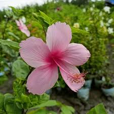 Hibiscus Rosa-sinensis Flower Seeds for Planting – Low Maintenance, Heirloom, Non-GMO, Organic Garden Seeds