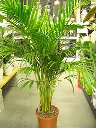 Green Chrysalidocarpus Lutescens Flower Seeds for Planting – Heirloom Non-GMO High Germination Organic Garden Seeds