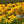 Yellow Fulgida Perennial Flower Seeds for Planting – Seasonal Bloomer, Heirloom, Non-GMO & Organic Garden Seeds