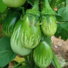 Green Eggplant Seeds for Planting - Heirloom Non-GMO Organic Garden Seeds, High Germination, Tender Traditional Variety