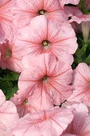 Peach Petunia Flower Seeds for Planting – Heirloom Non-GMO Organic Garden Seeds – Easy to Grow, High Germination Blooms