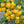 Yellow Cherry Tomato Seeds for Planting – Heirloom, Non-GMO, Organic Garden Seeds, High Germination, Vibrant Sweet Garden Snacks