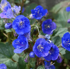 Bluebells Flower seeds for Planting - Premium Quality, Heirloom & GMO Free Seeds for Home Garden