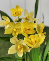 Yellow Orchid Flower Seeds for Planting - Vibrant Heirloom &amp; Non-GMO Organic Garden Seeds for Home Garden