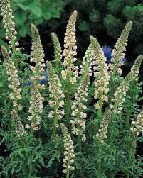 Mignonette Plant Seeds for Planting – Heirloom Non-GMO, High Germination Organic Cottage Garden Seeds