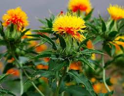 Yellow Safflower Flower seeds for Planting - Sun Loving, Heirloom & GMO Free Seeds for Home Garden