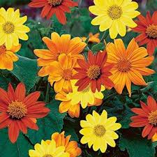 Orange Tithonia Flower Seeds for Planting - Heirloom, Non-GMO, High Germination Organic Garden Seeds