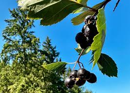 Black Hawthorn Tree Seeds for Planting – Heirloom, Non-GMO for Hardy Ornamental Garden Trees