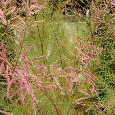 Pink Tamarix Ramosissima Flower Seeds for Planting – Heirloom, Non-GMO, High Germination Organic Garden Seeds