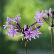 Flower Seeds, Seeds,Seeds For Planting,Plant Seeds