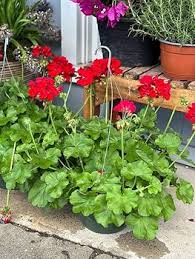 Light Red Green Geranium Flower Seeds for Planting – Heirloom, Non-GMO, Bright Blooms Garden Seeds
