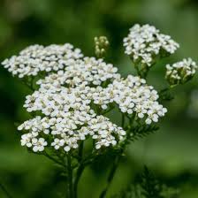 Achillea White Flower Seeds for Planting – Organic, Heirloom, Non-GMO, High Germination Garden Seeds