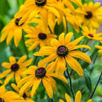 Yellow Fulgida Perennial Flower Seeds for Planting – Seasonal Bloomer, Heirloom, Non-GMO & Organic Garden Seeds