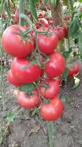 Thick Pink Tomato flower seeds for planting - Heirloom & Non-GMO Garden Seeds
