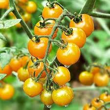 Tomato Vegetable Seeds for Planting – Heirloom Non-GMO Yellow Hybrid Variety – High Germination, Sweet Flavor