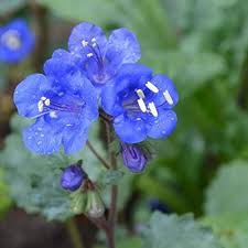 Bluebell Flower seeds for Planting - Premium Quality, Heirloom & GMO Free Seeds for Home Garden