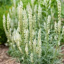 Mignonette Plant Seeds for Planting – Heirloom Non-GMO, High Germination Organic Cottage Garden Seeds
