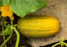 Thick Yellow Cucumber flower seeds for planting - Heirloom & Non-GMO Garden Seeds
