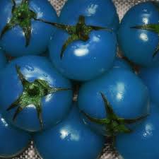 Blue Tomato Seeds for Planting - Heirloom Non-GMO Organic Garden Seeds, Rare Specialty Variety, High Germination