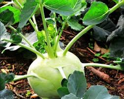 Glass Bowl Superschmelz Seeds for Planting – Organic Heirloom Non-GMO High Germination Vegetable Seeds for Stews