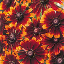 Chocolate Orange Rudbeckia Flower Seeds for Planting – Heirloom, Non-GMO, High Germination Organic Garden Seeds