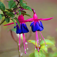 Fuchsia Blue Purple Flower Seeds for Planting – Heirloom, Non-GMO, High Germination Organic Garden Seeds, Perfect for Borders