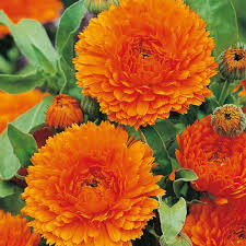 Heirloom Calendula Flower Seeds for Planting – Non-GMO, High Germination Organic Garden Seeds