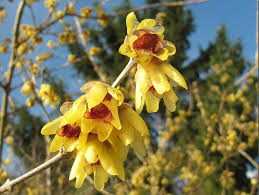 Wintersweet Fragrant Flower Seeds – Heirloom, Non-GMO, Pollinator Friendly