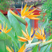 Yellow Green Strelitzia Flower Seeds for Planting – Heirloom, Non-GMO, High Germination Organic Garden Seeds