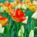 Darwin Hybrid Tulip Bulbs – Large, Perennial Tulips for Bold Spring Color