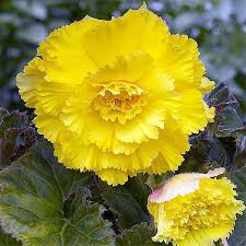 Dark Yellow Carnation Seeds – Heirloom Non-GMO, Shade-Tolerant Organic Garden Seeds