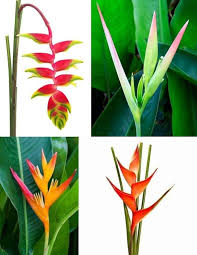 False Bird of Paradise Flower Seeds for Planting – Heirloom, Non-GMO, High Germination Organic Garden Seeds