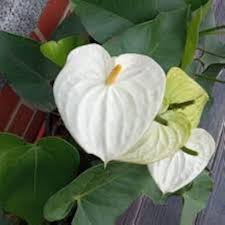 White Anthurium Flower Seeds – Heirloom Non‑GMO Seeds for Planting, Drought-Tolerant High Germination Organic Garden Seeds
