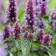 Agastache Mexicana Flower Seeds for Planting – Heirloom, Non-GMO, Hardy Variety Organic Garden Seeds