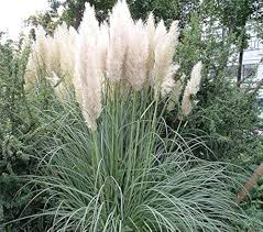 Pampas Flower seeds for Planting – Colorful Display, Heirloom, Non-GMO, High Germination Organic Garden Seeds