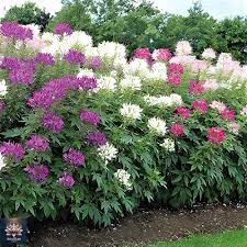 Heirloom Cleome Flower Seeds for Planting – Non-GMO, Pollinator Friendly, High Germination