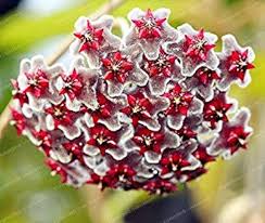 Heirloom Orchid Ball Flower Seeds for Planting | Non-GMO, High Germination, Organic Garden Seeds