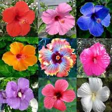 Mix Hibiscus Luna Flower Seeds for Planting – Cut Flower Favorite, Heirloom, Non-GMO