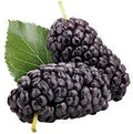 Black Mulberry Fruit Seeds – Heirloom, Non-GMO for Garden Planting