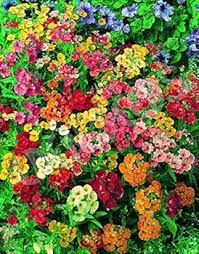 Heirloom Nemesia Carnival Mix Flower Seeds for Planting – Bright Blooms, Non-GMO, High Germination Organic Garden Seeds