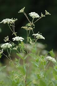 Cicuta Maculata Flower Seeds for Planting – Heirloom, Non-GMO, Low-Maintenance Organic Garden Seeds