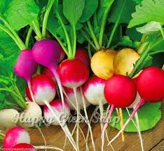 Rainbow Radish Seeds for Planting – Heirloom Non-GMO Green & White Variety – Organic Garden Seeds, High Germination